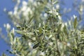 Light green olive trees in Greece during summer Royalty Free Stock Photo