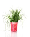 Beautiful green onion Royalty Free Stock Photo