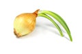 Beautiful green onion isolated on white background with clipping path Royalty Free Stock Photo