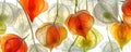 Beautiful green and orange Chinese Lantern plant. Elegant translucent capsules of Physalis on white background. Generative AI Royalty Free Stock Photo