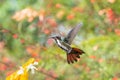 Beautiful green and orange hummingbird pose in flight with colorful background. Royalty Free Stock Photo