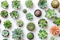 Beautiful green and orange succulent plants and cacti of different sizes creating a pattern on a white background, shot from above Royalty Free Stock Photo