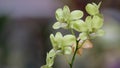 Beautiful green Orchid flower in garden at winter or spring day for postcard beauty and agriculture idea concept design Royalty Free Stock Photo