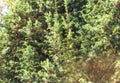 Beautiful green ornamental juniper tree in the sunlight, background Royalty Free Stock Photo