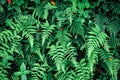 Green ostrich fern leaves foliage on black background in tropical forest, leaf pattern background