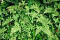 Beautiful green ostrich fern leaves foliage and different green leaves on black background in tropical forest Royalty Free Stock Photo