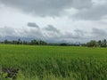 Beautiful green paddy field with nature Royalty Free Stock Photo