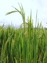 Beautiful green paddy field with nature Royalty Free Stock Photo