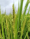 Beautiful green paddy field with nature Royalty Free Stock Photo