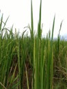 Beautiful green paddy field with nature Royalty Free Stock Photo