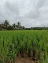 Beautiful green paddy field with nature Royalty Free Stock Photo