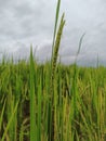 Beautiful green paddy field with nature Royalty Free Stock Photo