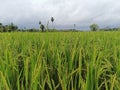 Beautiful green paddy field with nature Royalty Free Stock Photo