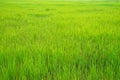 Beautiful Green Paddy Rice Field Background