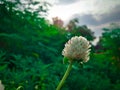 Beautiful flower with green background