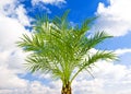 Beautiful green palm Royalty Free Stock Photo