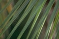 Beautiful green palm leaf close-up growing outdoors. Soft and blur conception Royalty Free Stock Photo