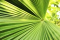 Beautiful green palm leaf close-up growing outdoors. Soft and blur conception. Royalty Free Stock Photo