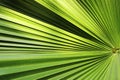 Beautiful green palm leaf close-up growing outdoors. Soft and blur conception Royalty Free Stock Photo