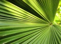 Beautiful green palm leaf close-up growing outdoors. Soft and blur conception Royalty Free Stock Photo