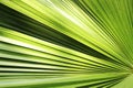 Beautiful green palm leaf close-up growing outdoors. Soft and blur conception Royalty Free Stock Photo