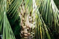 Beautiful green palm leaf close-up growing outdoors. Soft and blur conception Royalty Free Stock Photo