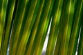 Beautiful green palm leaf closeup. Bright background. Coconut palm leaves on a warm summer day against the blue sky. Royalty Free Stock Photo