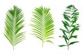 Beautiful green palm leaf isolated on white background with for design elements, tropical leaf, summer background Royalty Free Stock Photo