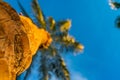 Beautiful green palm tree against the blue sunny sky with light clouds. View from below with soft focus on bark. Palm Royalty Free Stock Photo