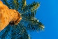 Beautiful green palm tree against the blue sunny sky with light clouds. View from below with soft focus on palm crown Royalty Free Stock Photo