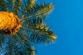 Beautiful green palm tree against the blue sunny sky with light clouds. View from below with soft focus on palm crown Royalty Free Stock Photo