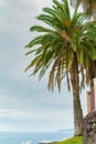 Beautiful green palm tree on a cliff against the blue sunny sky background. Puerto de la Cruz, Tenerife, Spain Royalty Free Stock Photo