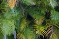 Beautiful green palm tree foliage in tropical forest. Summer rainforest background