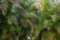 Beautiful green palm tree foliage in tropical forest. Summer rainforest background