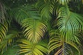 Beautiful green palm tree foliage in tropical forest. Summer rainforest background