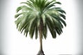 Beautiful green palm tree, isolated on white