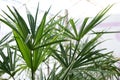 Beautiful green palm tree in the warmhouse