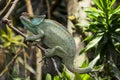 Beautiful green panther chameleon on a tree branch, saurian, wildlife, nature