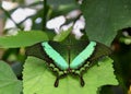 Beautiful green Papilio palinurus butterfly on a green leaf