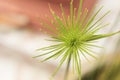 Beautiful green Papyrus plants