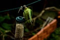 A parakeet eating some nuts Royalty Free Stock Photo