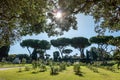 Beautiful Green Park or Garden with Trees, Roses Plants and Sunbeams