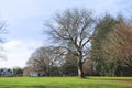 Beautiful green park, Public park with green grass field and tree. Hagley Park in Christchurch, New Zealand. Royalty Free Stock Photo