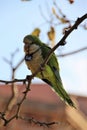 Barcelona, Spain, January 2017. Beautiful green parrot with an account number on a tree branch in the park.