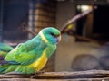 Beautiful green parrot with blue and yellow details on its feathers Royalty Free Stock Photo
