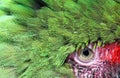 Beautiful green parrot face and eye up close and personal