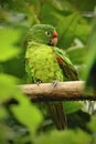 Beautiful green parrot Finsch's parakeet, Aratinga finschi, bird in the forest habitat