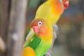 Beautiful green parrot lovebird on branch of tree