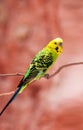 Beautiful green parrot lovebird Royalty Free Stock Photo
