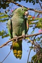 Beautiful green parrot in the rainforest , Yasuni